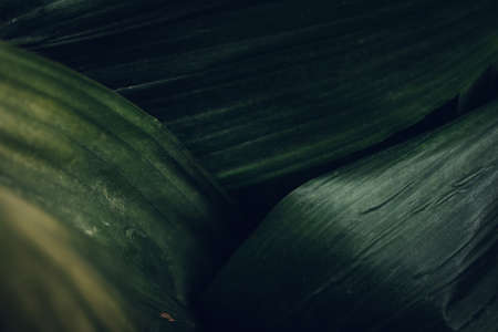 Green plant background composition. Nature conceptの写真素材