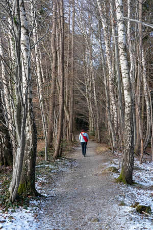 Hiking in a birch forest in winter on a frozen forest path.の写真素材