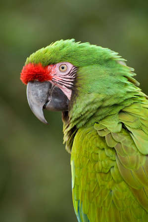Green Macawの写真素材