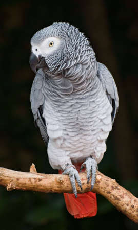African Grey Parrotの写真素材