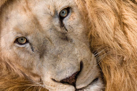 Lion Close Upの写真素材