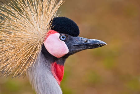 Close-up bird portrait of Crowned Craneの写真素材