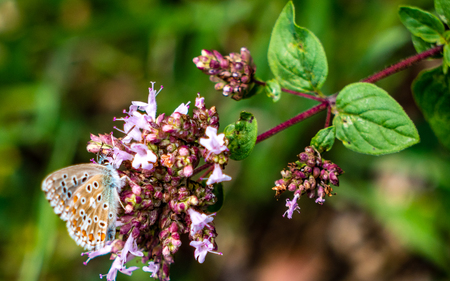 butterfly sitting on a flower closeup bokeh