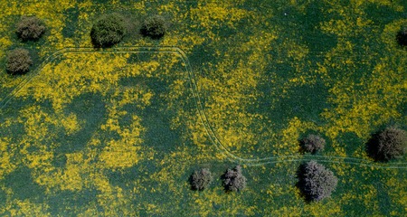 aerial shot of trees spring flowers from above