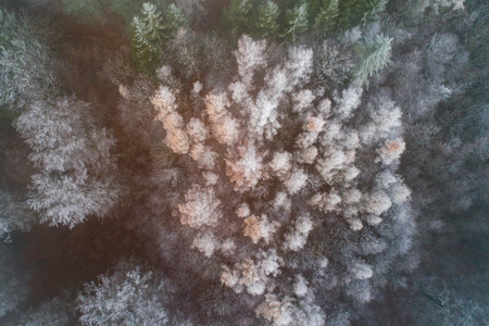frosty forest with drone winter aerial