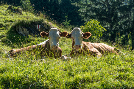 two cows looking straight into the camera sitting next to eacht otherの写真素材