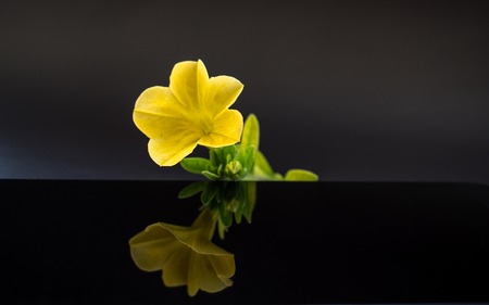 yellow flower with reflection in dark studio close upの写真素材