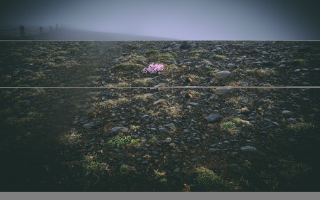 lonely flower on dark surface in iceland with a lot of fog foggy