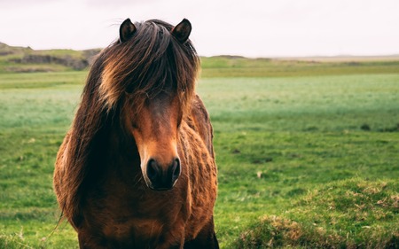 close up of iceland horse with beatiful hair watching into the cameraの写真素材