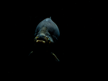 deep sea fish close up dramatic in amsterdam