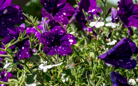 pruple flower close up petunia night sky sunny
