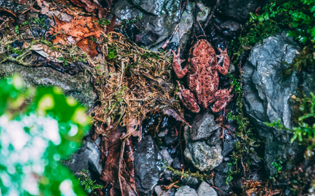 common red little Frog Anura in its natrual surrounding switzerlandの写真素材