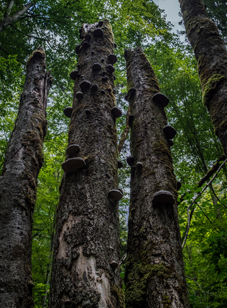 tree trunk with strange mushrooms on it, klontalersee switzerlandの写真素材