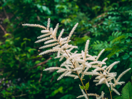 white flower in the swiss alps klontalersee switzerlandの写真素材