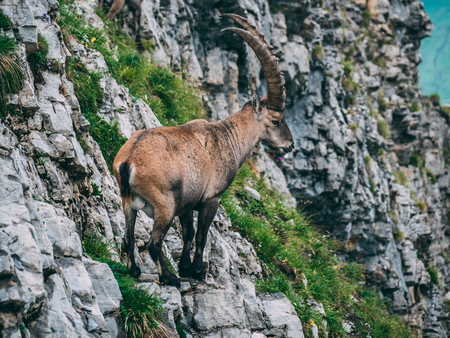 capricorn Steinbock Capra ibex standing on a steep mountain stone cliff sideview with big horns, brienzer rothorn switzerlandの写真素材