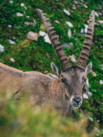 alpine capricorn Steinbock Capra ibex looking at camera, brienzer rothorn switzerland alps
