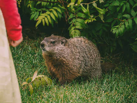 Beaver close up interested in little girls hand ottawa canada