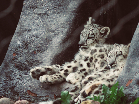 two cute teenager snow leopard sitting and sleeping next to each other big catの写真素材