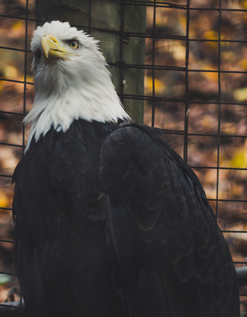 close up view of bald eagle looking proud and curiousの写真素材