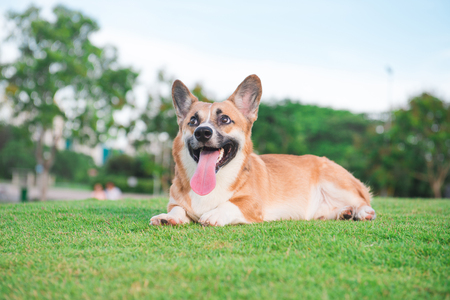 Pembroke Welsh Corgi sitting in grass at the park.の写真素材