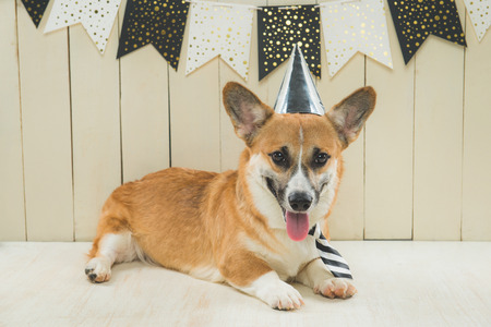 Cute pembroke corgi wearing birthday hat and festive cupcakeの写真素材