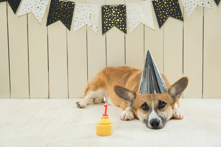 Cute pembroke corgi wearing birthday hat and festive cupcakeの写真素材