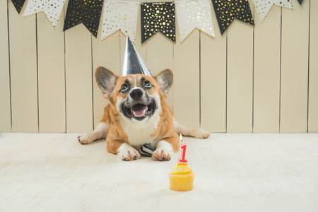 Cute pembroke corgi wearing birthday hat and festive cupcakeの写真素材