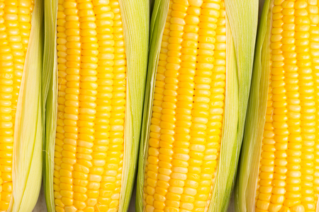 Closeup of Fresh corn on cobs on wooden table.の写真素材