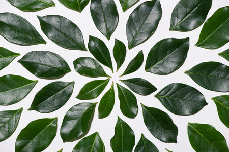 Flat lay of green leaves pattern on white backgroundの写真素材