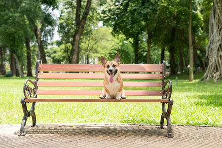 Cute Pembroke Welsh Corgi dog on a bench in the parkの写真素材