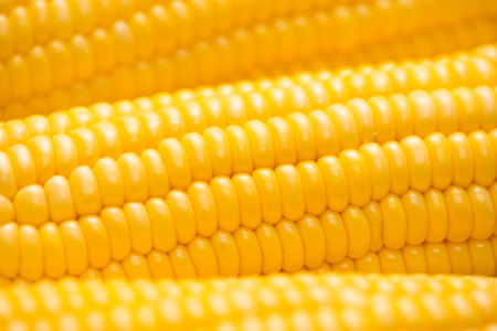 Closeup of Fresh corn on cobs on wooden table.の写真素材
