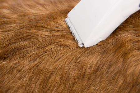 Grooming service. Close up of dog getting his hair cut at the groomer