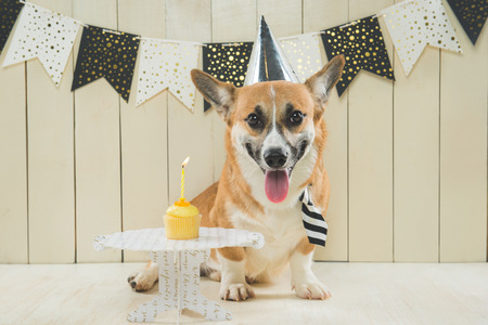 Cute pembroke corgi wearing birthday hat and festive cupcakeの写真素材