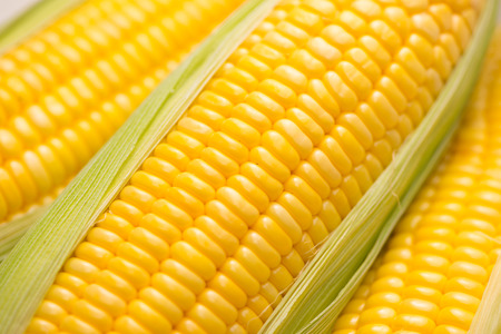 Closeup of Fresh corn on cobs on wooden table.の写真素材