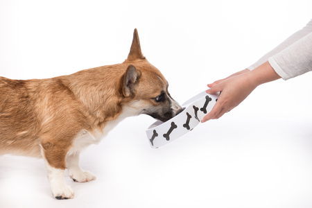 Cute dog eating food. Feeding hungry pembroke corgi.の写真素材
