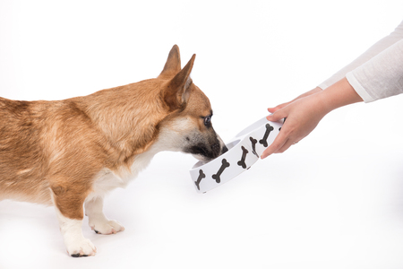 Cute dog eating food. Feeding hungry pembroke corgi.の写真素材
