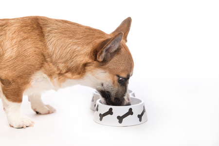 Puppy eating foot. Pembroke corgi dog eats food from bowlの写真素材
