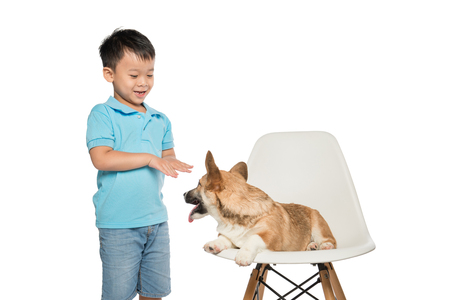 Kid boy playing with small pembroke corgi dog isolated on white background.の写真素材
