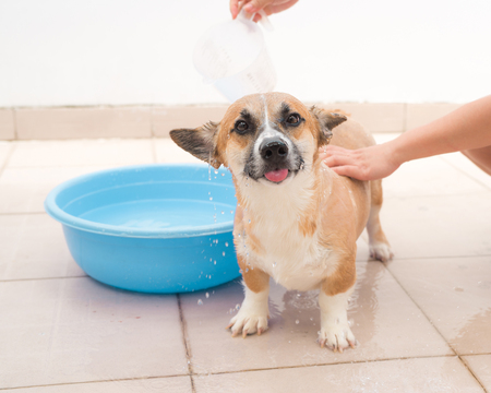 Pembroke corgi getting a bath in the summer timeの写真素材