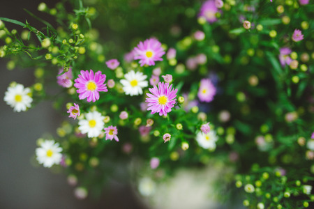 Beautiful colorful flowers in flower shopの写真素材