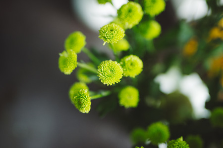 Small green flower at a flower shop