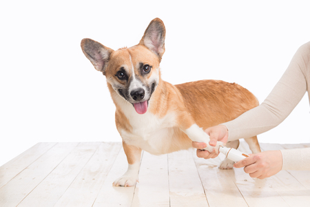 Unrecognizable woman doctor holding dog grinding toenailsの写真素材