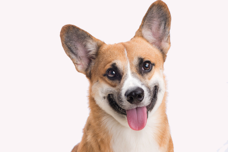 Portrait of a Welsh corgi Pembroke dog in studio in front of a white backgroundの写真素材