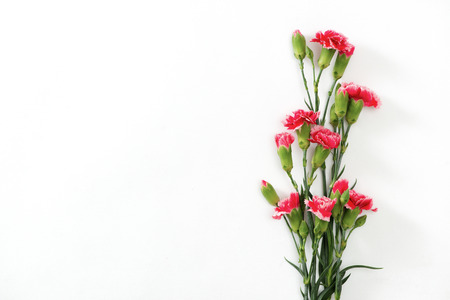 Pink lovely flowers on white background. Festive greeting cardの写真素材