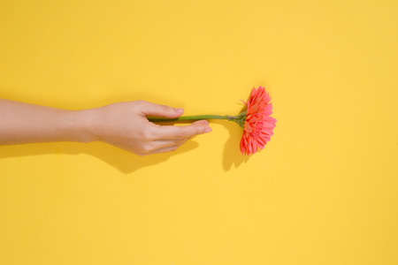 Orange chrysanthemum in woman hand