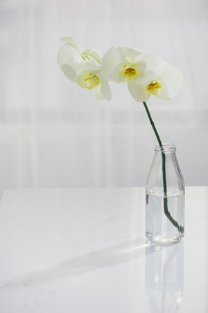 Branch of white orchid in vase on table.の写真素材