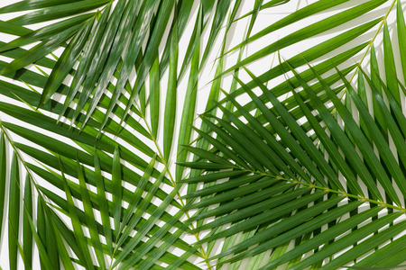 green leaves of palm tree on white background