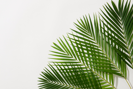 green leaves of palm tree on white backgroundの写真素材