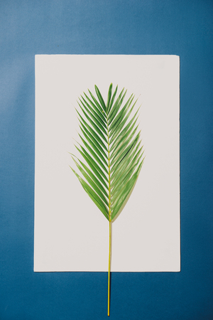 Tropical palm leaves on white background with blue border. Minimal nature. Summer Styled. Flat lay.の写真素材