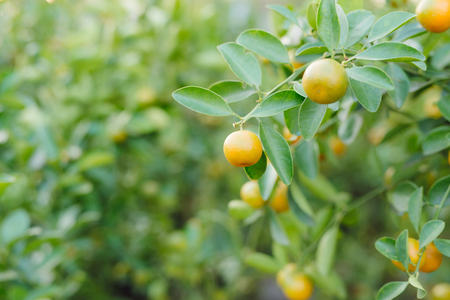 Kumquat - Fruits are often used for display during the Lunar New Year